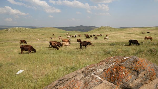 Предгорная степь
