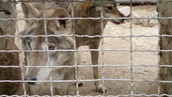 Волки в зооуголке Симферополя Волки в зооуголке Симферополя