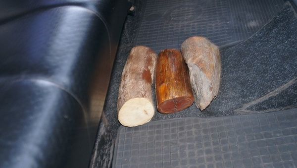 В Крым пытались ввезти слоновую кость, бивень моржа и рог носорога