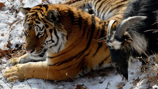 В Приморском Сафари-парке амурский тигр подружился с козлом