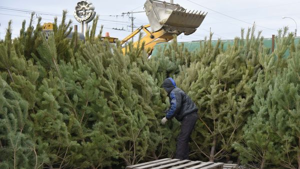 Продажа елок в Крыму