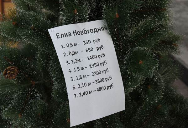 Новогодняя елка в Крыму: цена вопроса