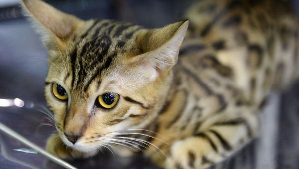 Бенгальская кошка Бенгальская кошка