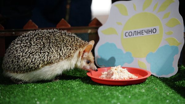 Ежиха Пуговка из Екатеринбургского зоопарка. Архивное фото