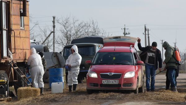 Очаг эпидемии АЧС, с. Новоселовка Раздольненского района