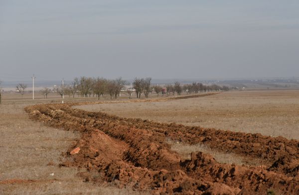 Карантинная зона по АЧС в Раздольненском районе