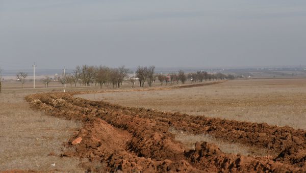 Карантинная зона по АЧС в Раздольненском районе
