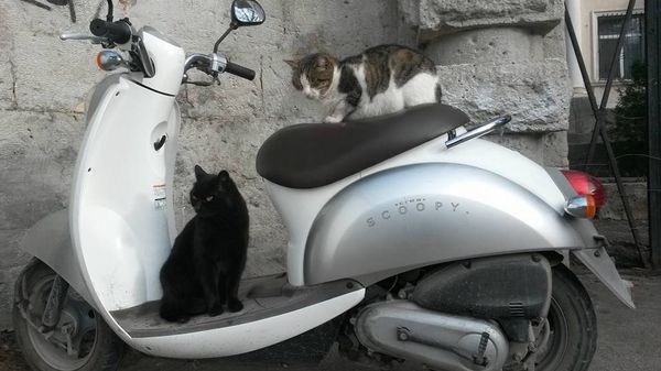 Коты на мопеде в Балаклаве
