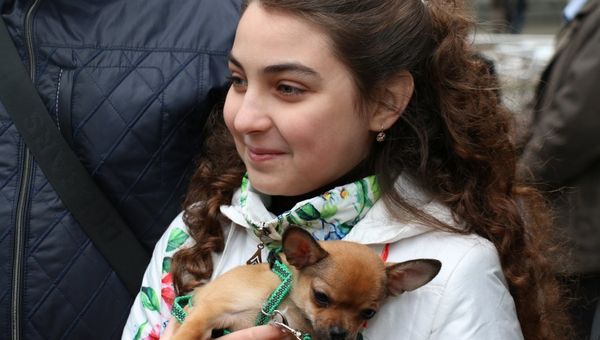 Алина Зыкова с чихухуа
