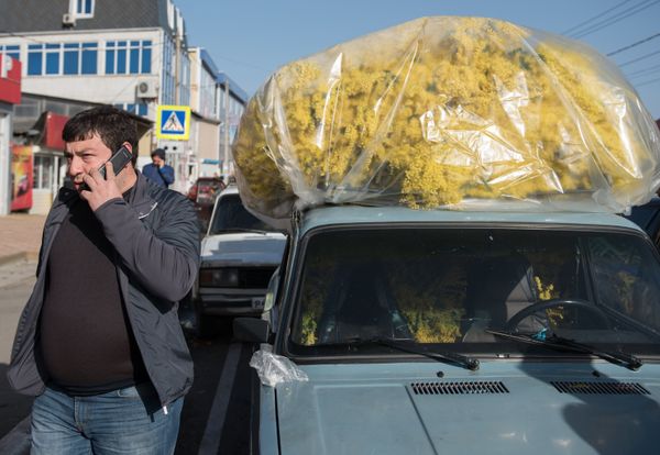 Мимозы из Абхазии на российско-абхазской границе Мимозы из Абхазии на российско-абхазской границе