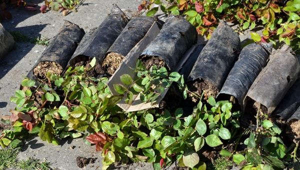 В Ялте высадили 1100 кустов роз и 100 кустов можжевельника