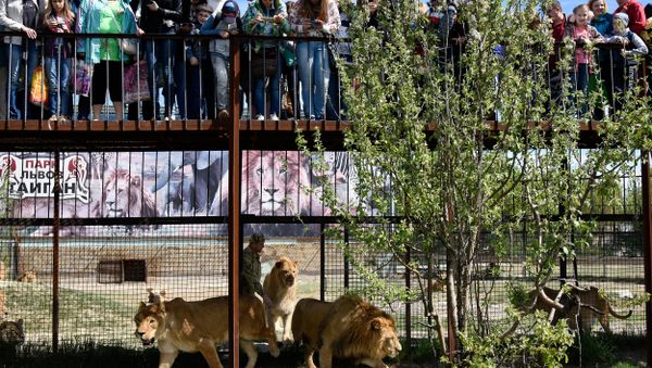 В парке львов Тайган произошел ежегодный выпуск животных в сафари В парке львов Тайган произошел ежегодный выпуск животных в сафари