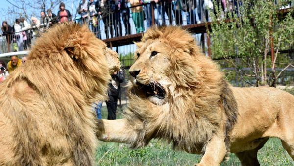 В парке львов Тайган произошел ежегодный выпуск животных в сафари