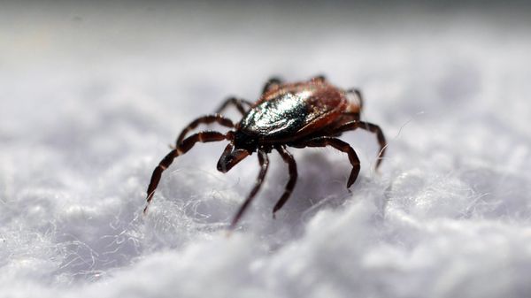 Исследование клещей в паразитологической лаборатории