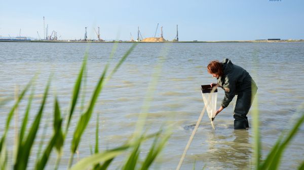 Специалисты Азовского научно-исследовательского института рыбного хозяйства ведут мониторинг влияния строительства Крымского моста на водные биоресурсы и ихтиофауну
