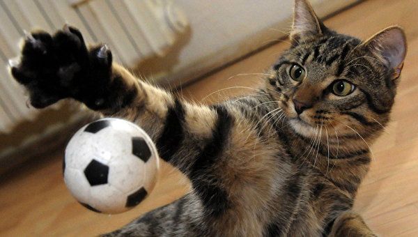 Шестимесячный котенок играет с футбольным мячиком