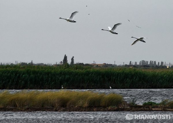 Орнитологический заповедник Лебяжьи острова в Крыму Орнитологический заповедник Лебяжьи острова в Крыму