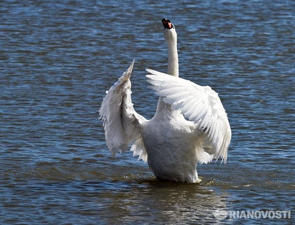 Орнитологический заповедник Лебяжьи острова в Крыму Орнитологический заповедник Лебяжьи острова в Крыму