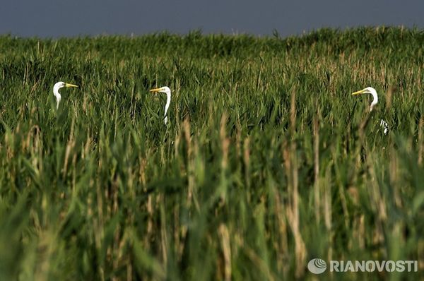 Орнитологический заповедник Лебяжьи острова в Крыму Орнитологический заповедник Лебяжьи острова в Крыму