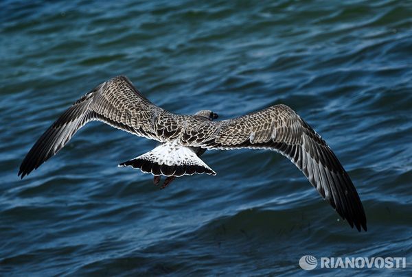 Орнитологический заповедник Лебяжьи острова в Крыму Орнитологический заповедник Лебяжьи острова в Крыму