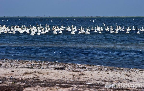 Орнитологический заповедник Лебяжьи острова в Крыму Орнитологический заповедник Лебяжьи острова в Крыму