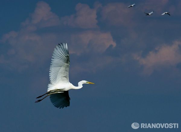 Орнитологический заповедник Лебяжьи острова в Крыму Орнитологический заповедник Лебяжьи острова в Крыму