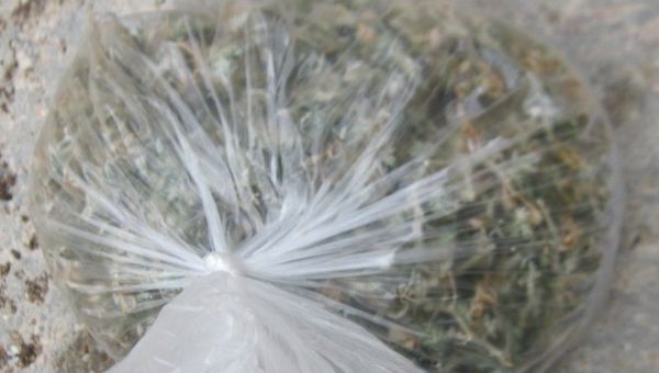 Изъятая полицейскими конопля