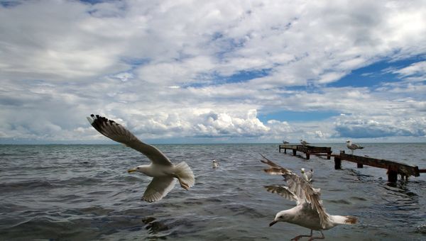 Чайки на Черном море в Евпатории