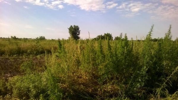Дикорастущая конопля в Красногвардейском районе Крыма