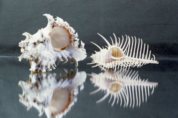 Морские раковины Морские раковины