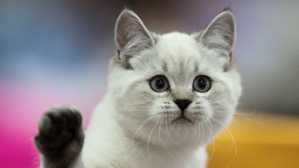 Кот. Архивное фото
