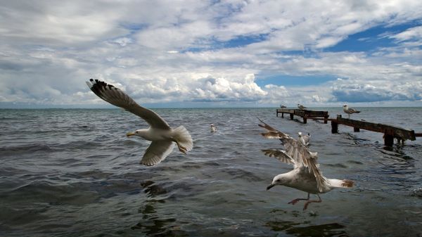 Чайки на Черном море в Евпатории