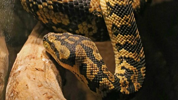 Питон ковровый (morelia spilota variegata) в экзотариуме