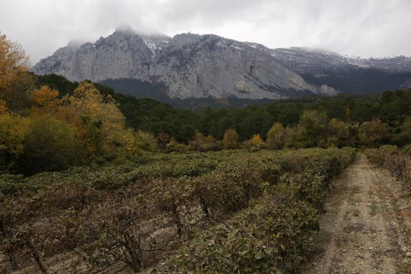 Сбор киви в Крыму