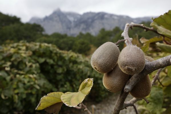 Сбор киви в Крыму