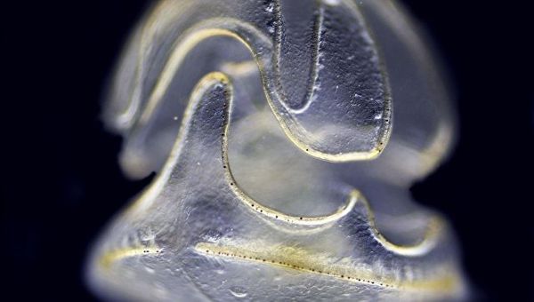 Личинка червя Schizocardium californicum