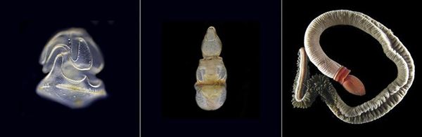 Стадии развития Schizocardium californicum