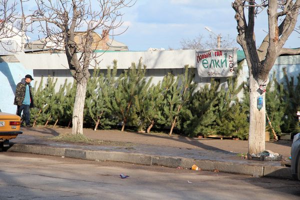 Продажа елок в Севастополе