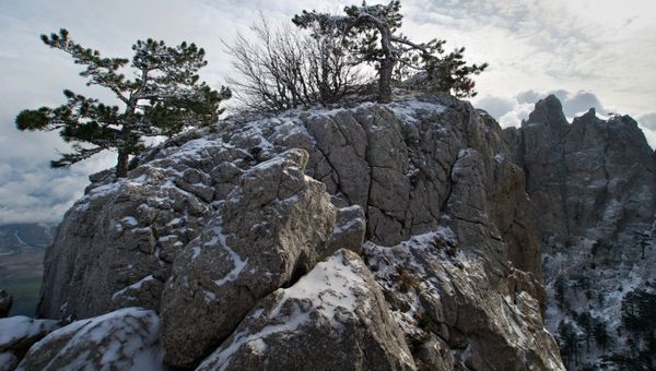 Сосны на горе Ай-Петри