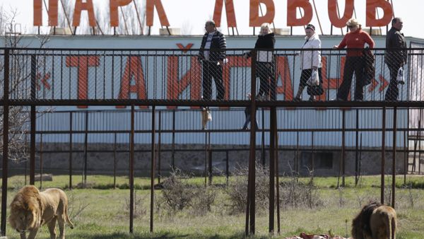 Сафари-парк львов Тайган в Крыму Сафари-парк львов Тайган в Крыму