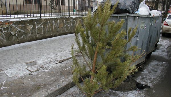 Выброшенная новогодняя ель