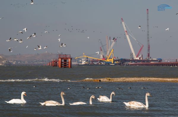 Строительство моста через Керченский пролив увеличило численность дельфинов 