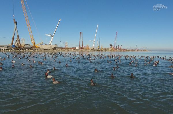 Строительство моста через Керченский пролив увеличило численность дельфинов 