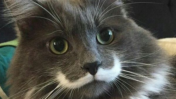 Кот-хипстер Гамильтон