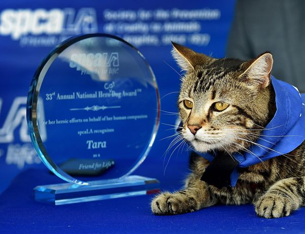 Кошка Тара, которая спасла от нападения собаки ребенка