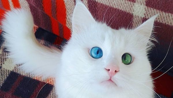 Турецкий кот Алош