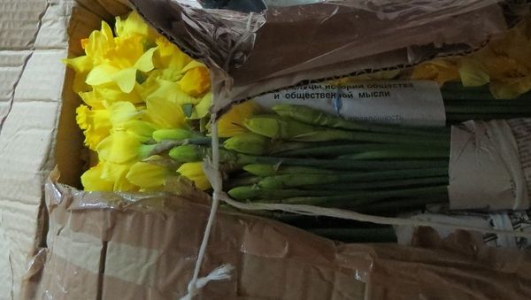 Нарциссы, которые пытались ввести в Крым из Украины