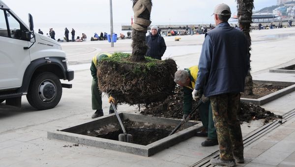 Высадка пальмовой аллеи на набережной Ялты на месте комплекса Еда