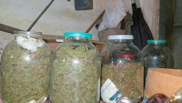 В Керчи нашли 3 кг марихуаны, закопанные в огороде местного жителя