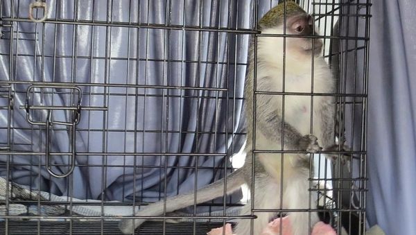 Зеленая мартышка, задержанная на границе сотрудниками управления Россельхознадзора по РК и Севастополю